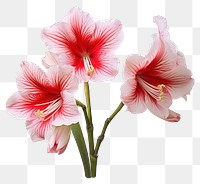 PNG Amaryllis blossom flower plant. AI generated Image by rawpixel.