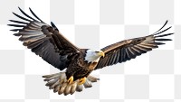 PNG American bald eagle flying animal bird. 