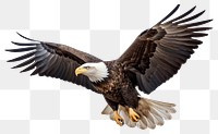 PNG American bald eagle flying animal bird. 