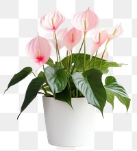 PNG Anthurium flower flowerpot plant. 