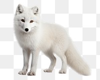 PNG Arctic fox wildlife mammal animal. 