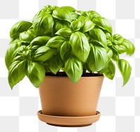 PNG Plant leaf houseplant terracotta. 