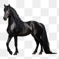 PNG Black arabian horse stallion animal mammal. 