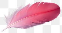 PNG Feather lightweight accessories fragility. 