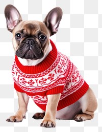 PNG Bulldog sweater christmas mammal. 