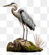 PNG Heron animal stork bird. AI generated Image by rawpixel.