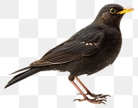 PNG North blackbird turdus merula animal beak  