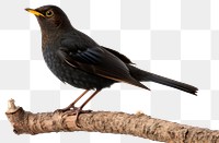 PNG North blackbird turdus merula animal branch  