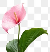 PNG Pink anthurium flower petal plant inflorescence. AI generated Image by rawpixel.