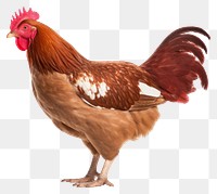 PNG Red Star Chicken chicken poultry animal. AI generated Image by rawpixel.