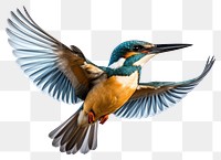 PNG Common flying kingfisher animal bird beak. 