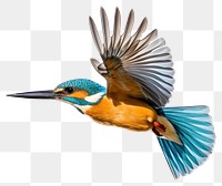 PNG Common flying kingfisher animal bird beak. 