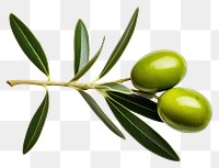 PNG Olive olive fruit plant. 