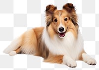 PNG Shetland sheepdog mammal animal pet. 