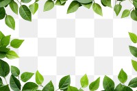 PNG Green leaves frame backgrounds plant herbs