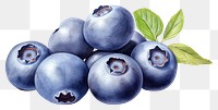 PNG Blueberry blueberry fruit plant. 