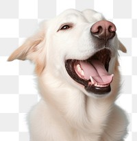 PNG Dog laughing mammal animal pet. AI generated Image by rawpixel.