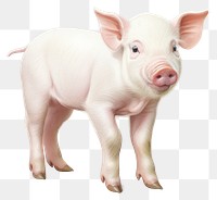 PNG Pig pig animal mammal. 