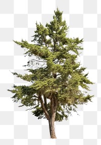 PNG Plant tree pine fir. 