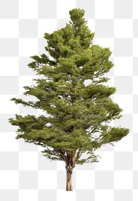 PNG Plant tree pine fir. 