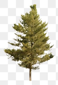 PNG Plant tree pine fir. AI generated Image by rawpixel.