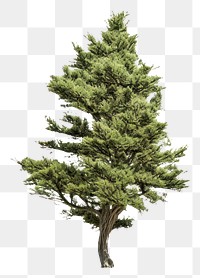 PNG Plant tree pine fir. AI generated Image by rawpixel.