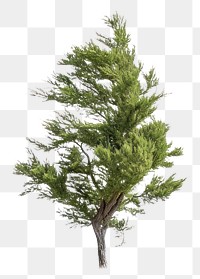 PNG Tree plant fir white background. AI generated Image by rawpixel.