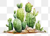 PNG Cactus plant outdoors cartoon. AI generated Image by rawpixel.