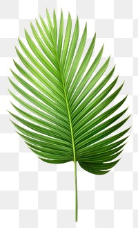 PNG Palm Leaf leaf plant tree. 