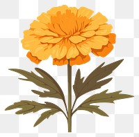 PNG Marigold flower petal plant. 