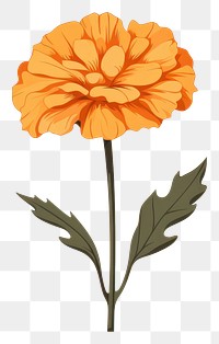 PNG Marigold flower plant inflorescence. 