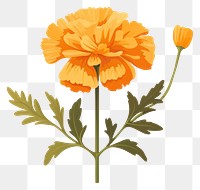 PNG Marigold flower plant inflorescence. 