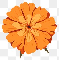 PNG Marigold flower petal plant. 