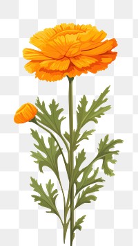 PNG Marigold flower plant petal herbs. AI generated Image by rawpixel.