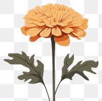 PNG Marigold flower plant petal. AI generated Image by rawpixel.