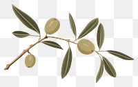 PNG Olive branch plant olive leaf. 