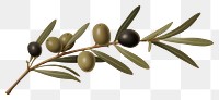 PNG Olive branch plant olive leaf. 