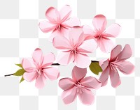 PNG Sakura blossom flower petal. 