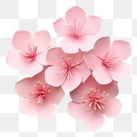 PNG Sakura blossom flower petal. 