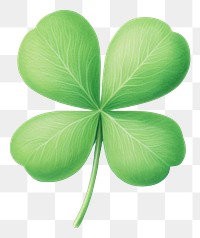 PNG Plant leaf freshness clover. AI generated Image by rawpixel.