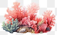 PNG Coral reef outdoors nature sea. 