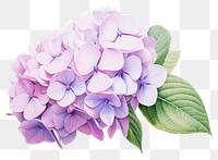 PNG Hydrangea hydrangea flower lilac. 