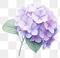 PNG Hydrangea hydrangea flower petal. AI generated Image by rawpixel.