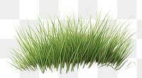 PNG Grass plant lawn tranquility. AI generated Image by rawpixel.
