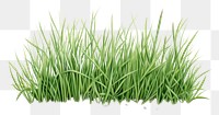 PNG Grass plant lawn white background. AI generated Image by rawpixel.