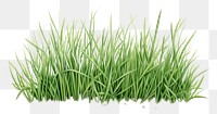 PNG Grass plant lawn  