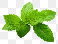 PNG Plant leaf spearmint freshness. 