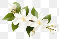 PNG Blossom flower plant petal. AI generated Image by rawpixel.