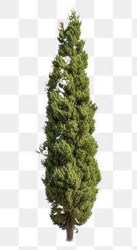 PNG Plant tree pine fir. AI generated Image by rawpixel.