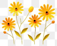 PNG Yellow daisies flower petal plant. 